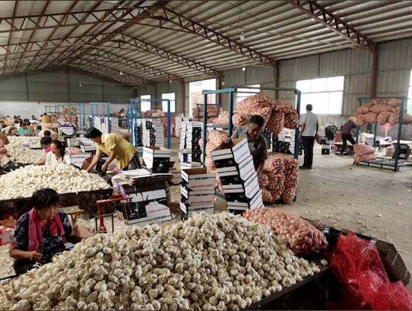Premium garlic products
